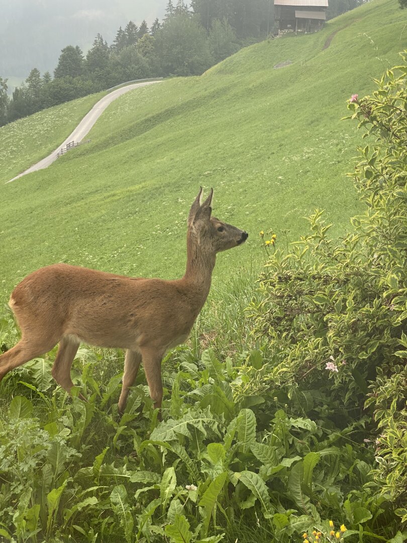 Repräsentatives Traumhaus im Zillertal. Top Qualität, unverbaubare Aussicht, Pool...