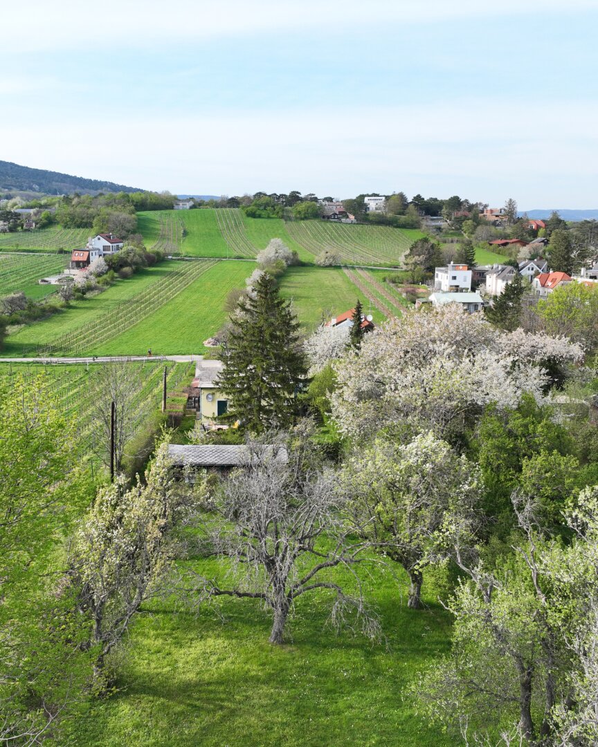 TRAUMHAFTES GRUNDSTÜCK MIT HANGLAGE UND BLICK AUF DIE WEINBERGE