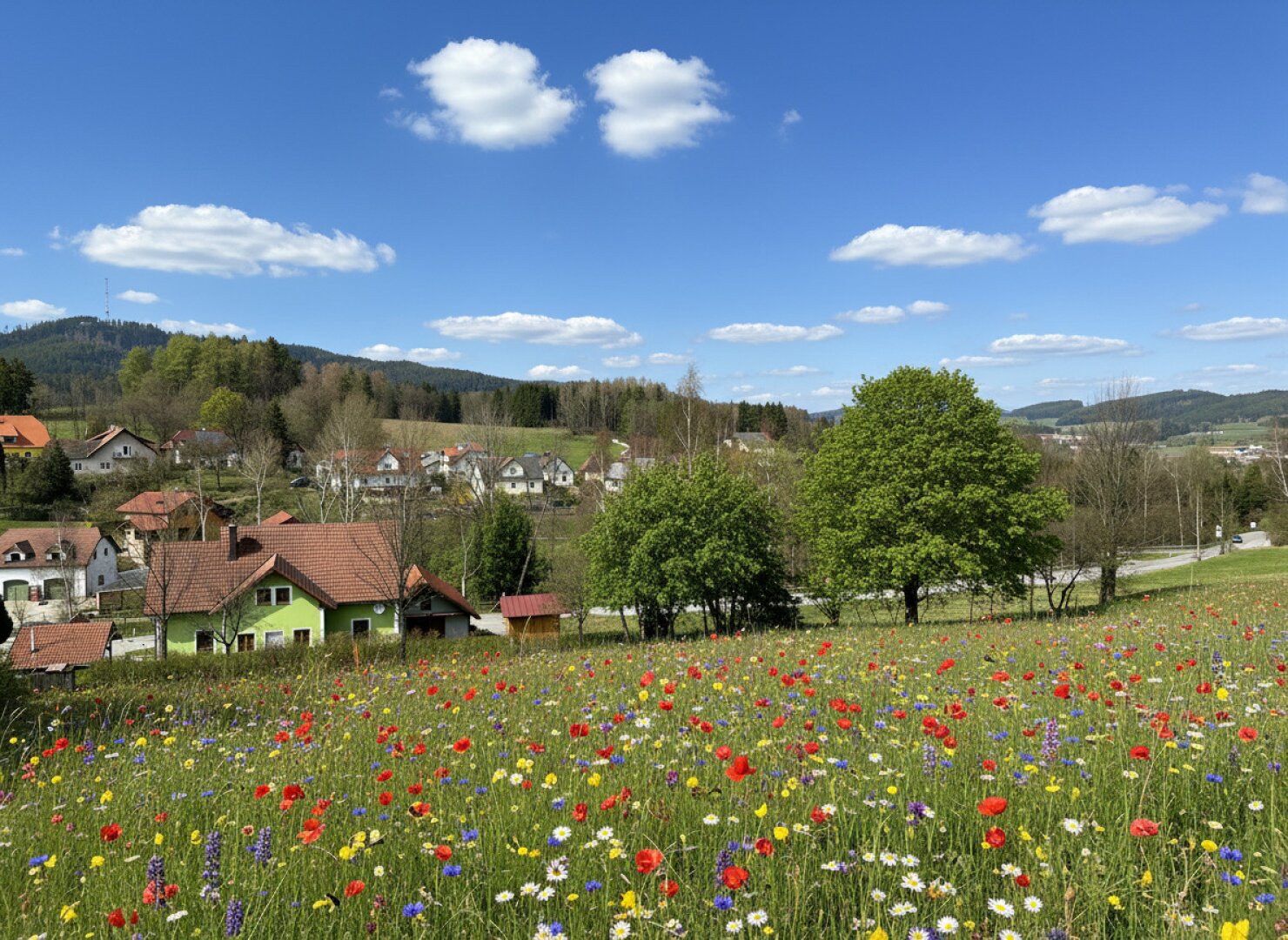 Weitläufiges Grundstück in Bad Großpertholz – Traumlage inmitten der Natur mit Fernblick