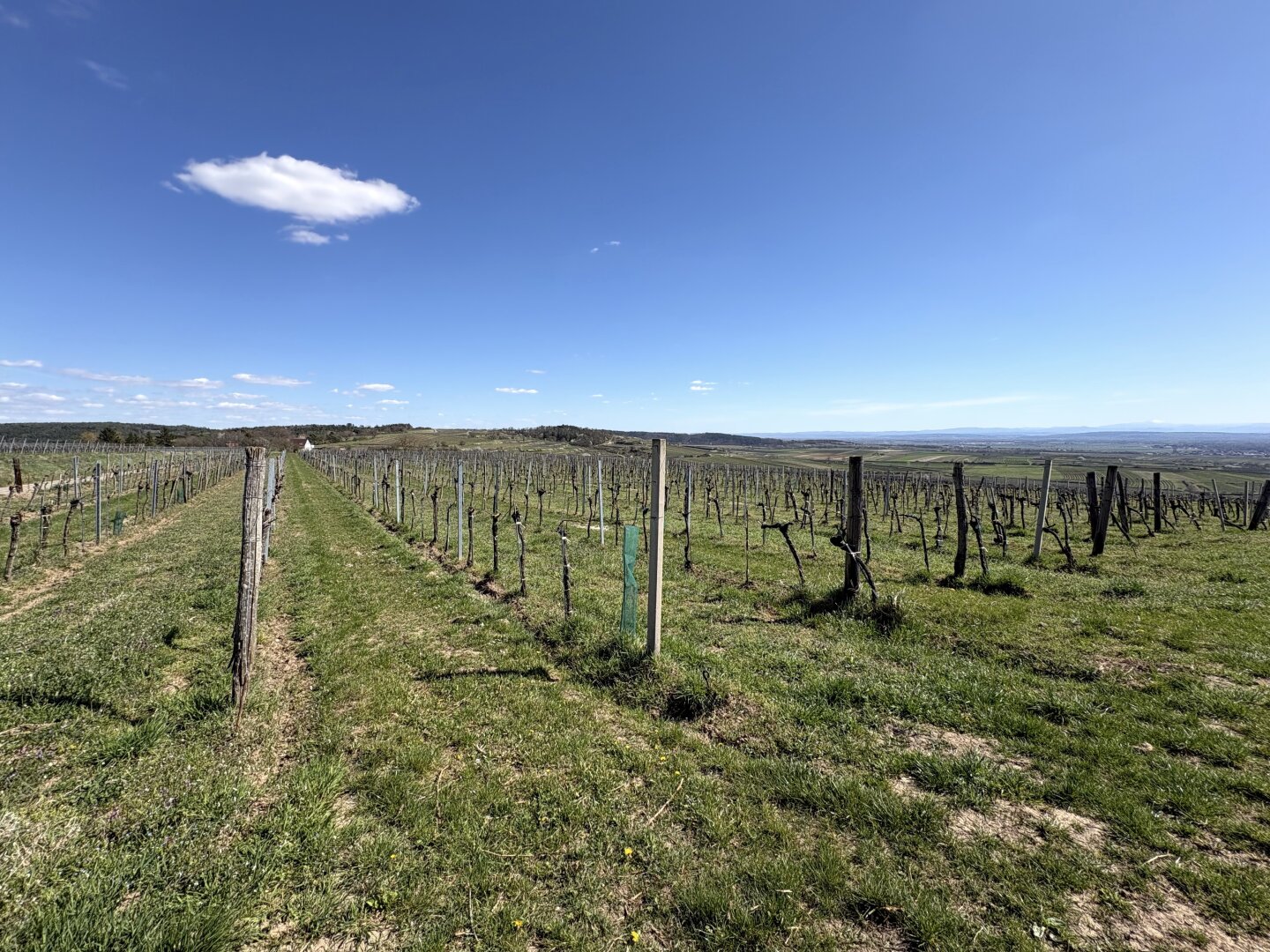 Traditionsweingut Kamptal | 8,5 ha Spitzenlagen | Seit 1776 | Moderner Edelstahlkeller | Elsarn im Straßertal, NÖ