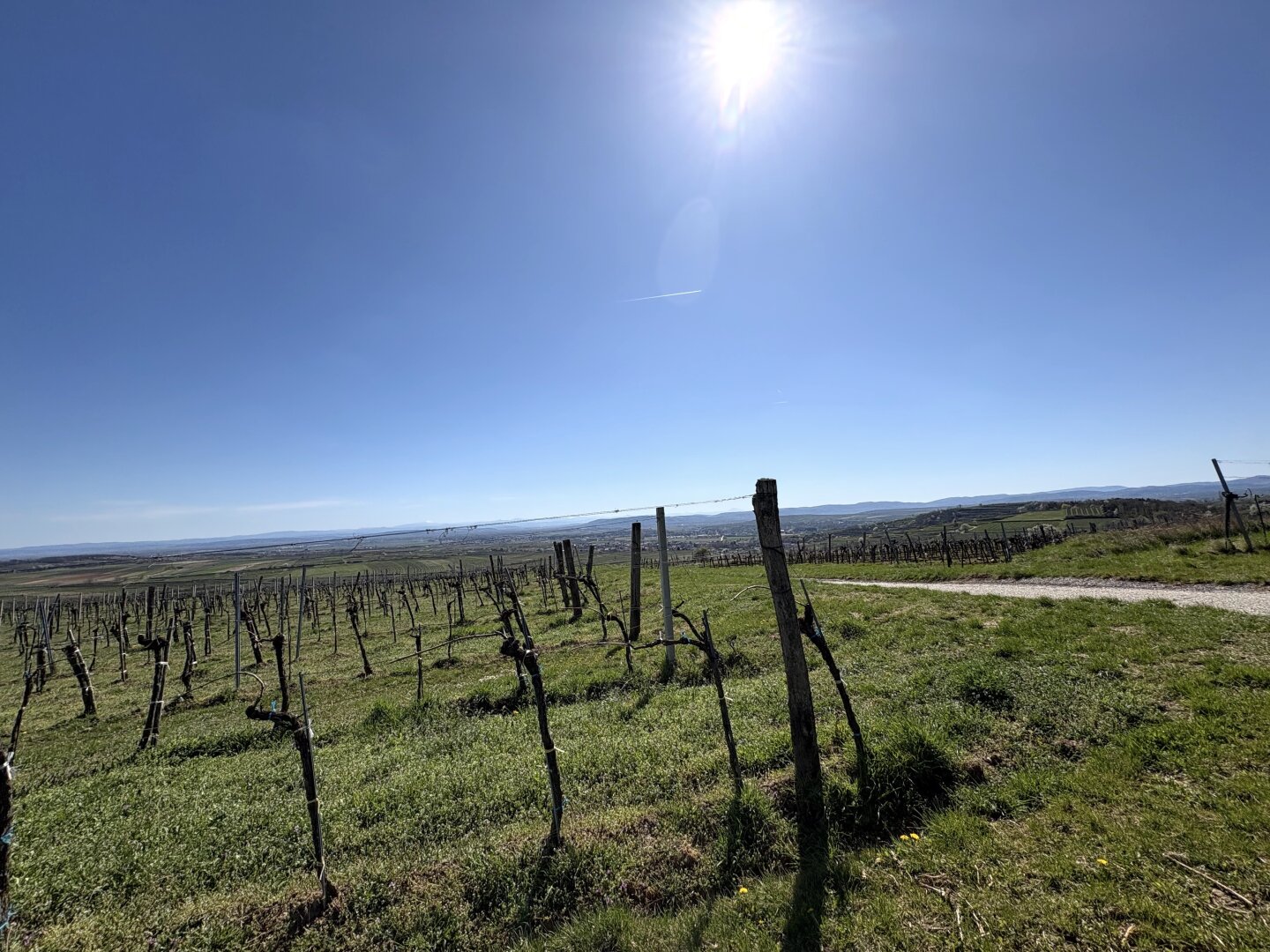 Traditionsweingut Kamptal | 8,5 ha Spitzenlagen | Seit 1776 | Moderner Edelstahlkeller | Elsarn im Straßertal, NÖ
