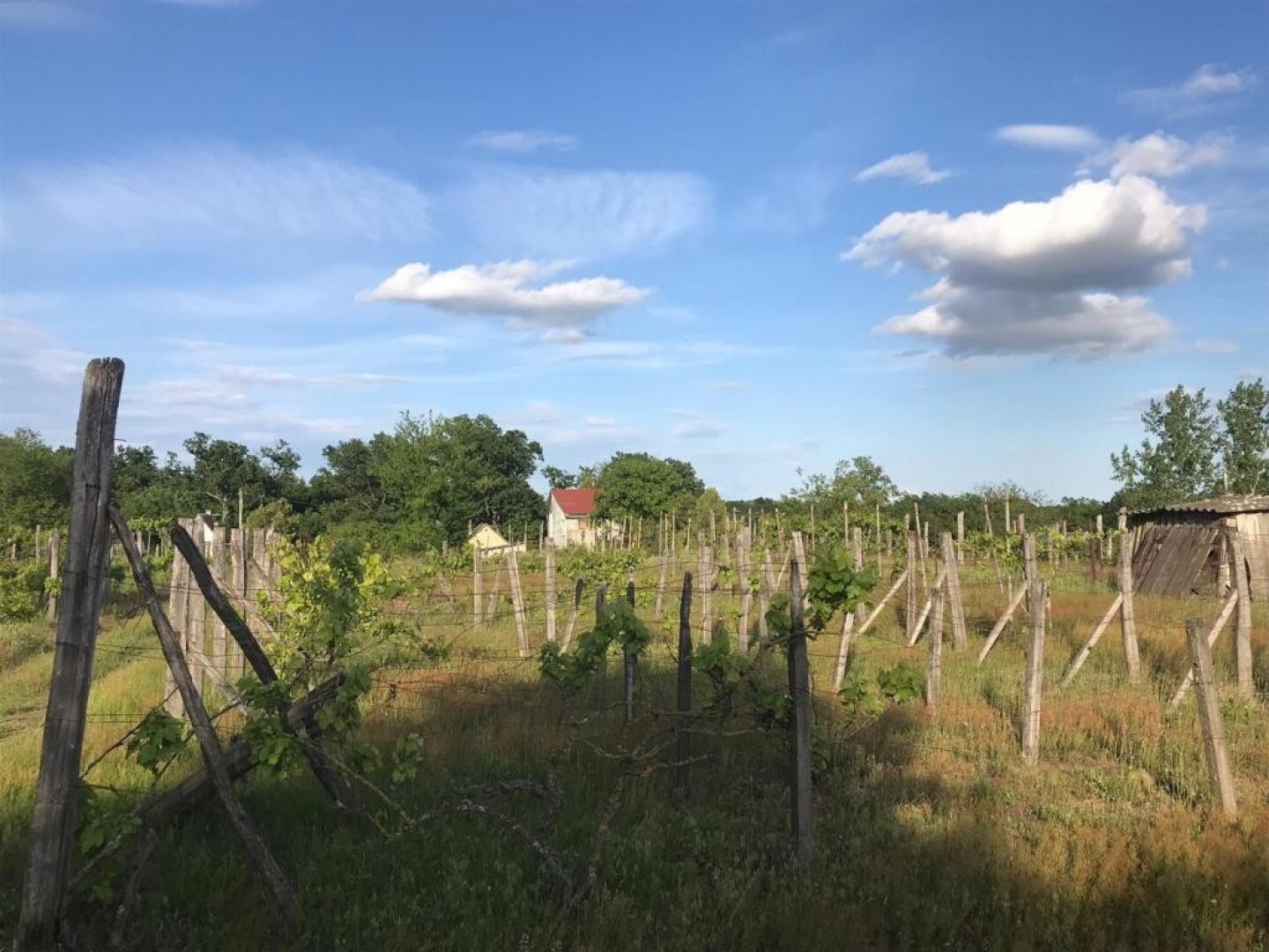 Weingut