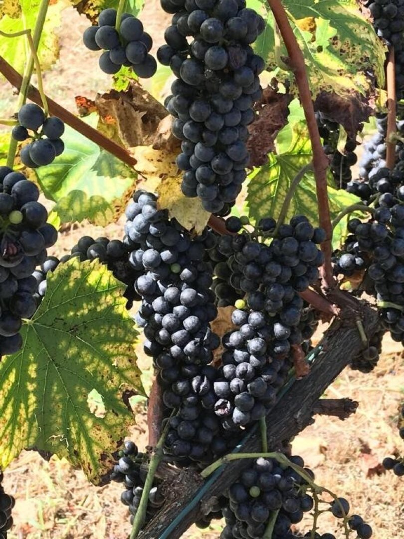 Weinrebe