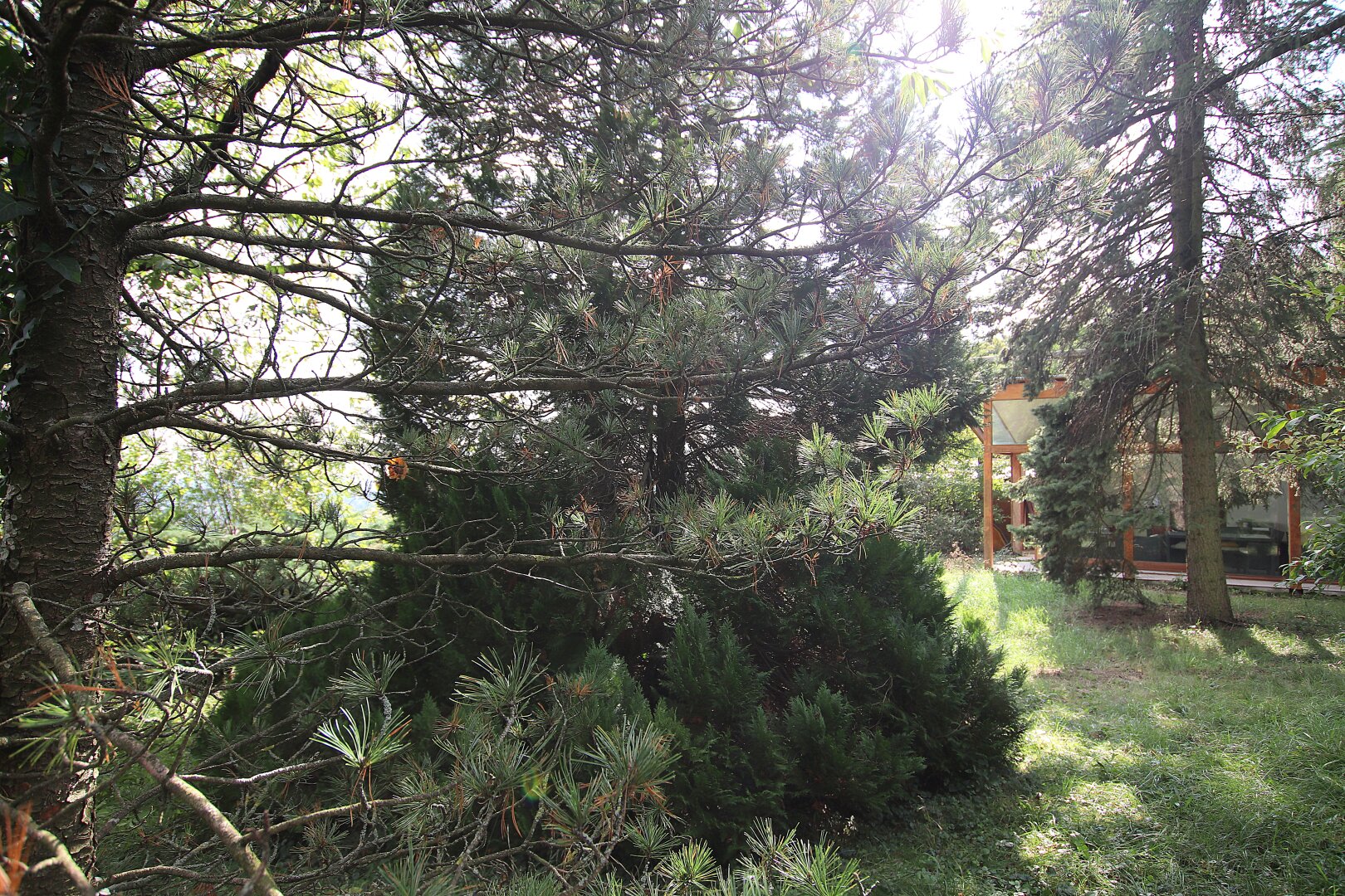 Eigengrund: Grünland mit Gartenhaus - Großes Grundstück in Mauer am Kadoltsberg - direkt am Lainzer Tiergarten