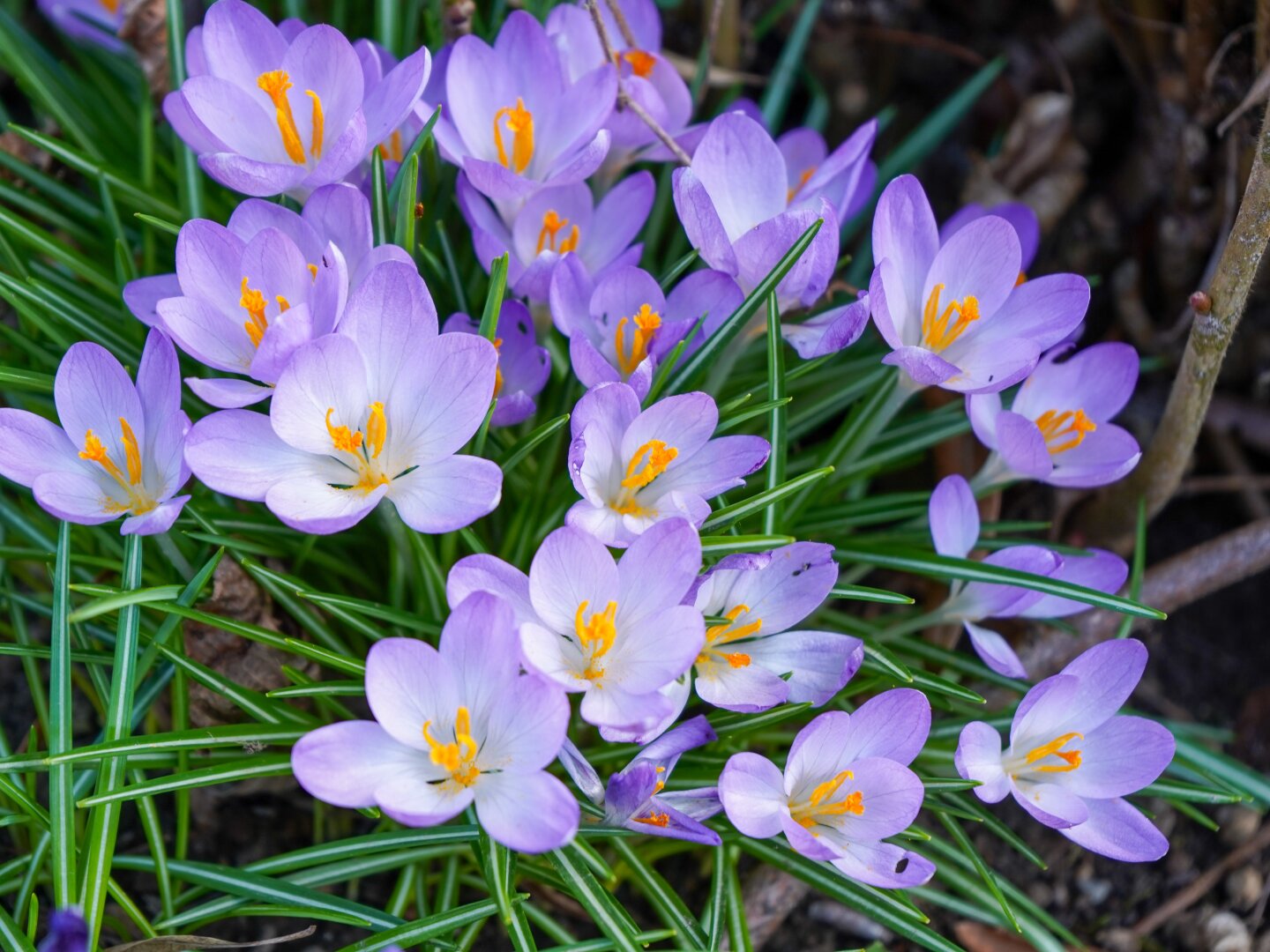 Großzügiger Garten
