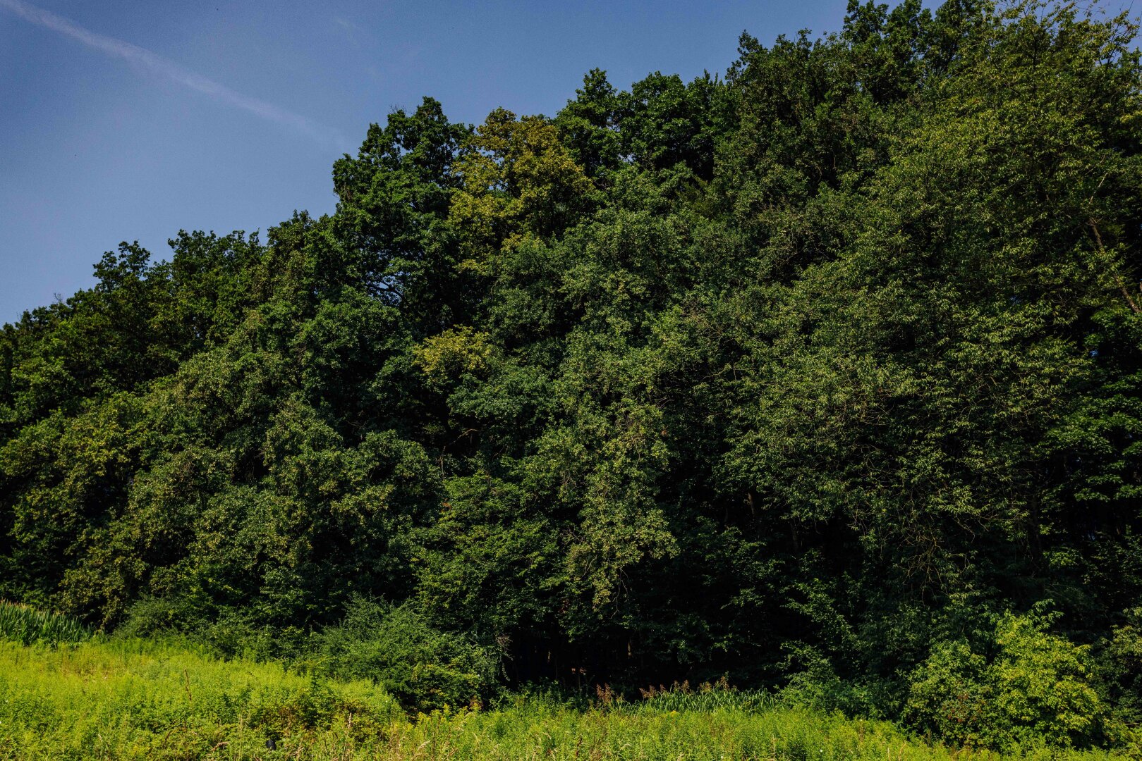 Traumgrundstück am Waldrand: Genießen Sie ein einladendes Sonnenparadies mit Panoramablick!