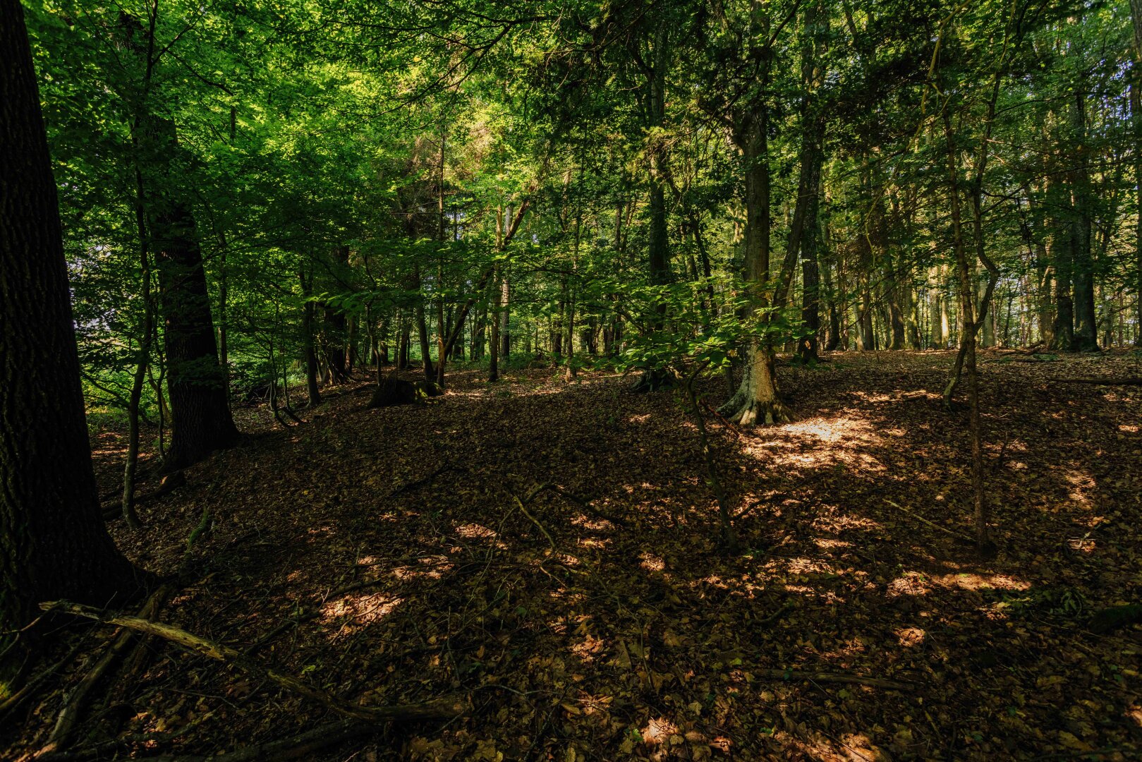 Traumgrundstück am Waldrand: Genießen Sie ein einladendes Sonnenparadies mit Panoramablick!