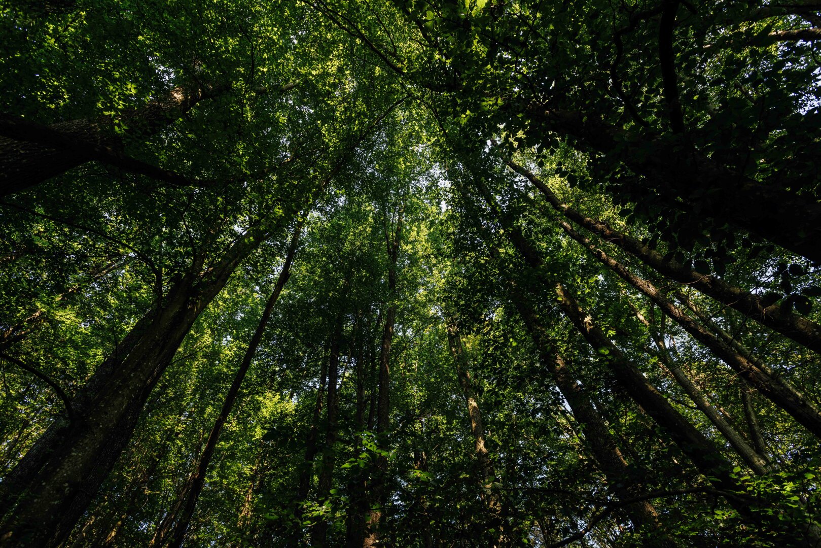 Traumgrundstück am Waldrand: Genießen Sie ein einladendes Sonnenparadies mit Panoramablick!