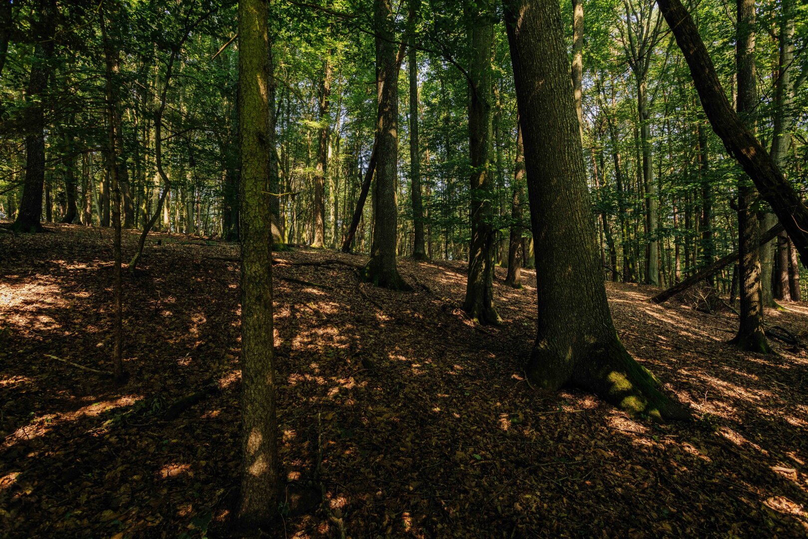 Traumgrundstück am Waldrand: Genießen Sie ein einladendes Sonnenparadies mit Panoramablick!