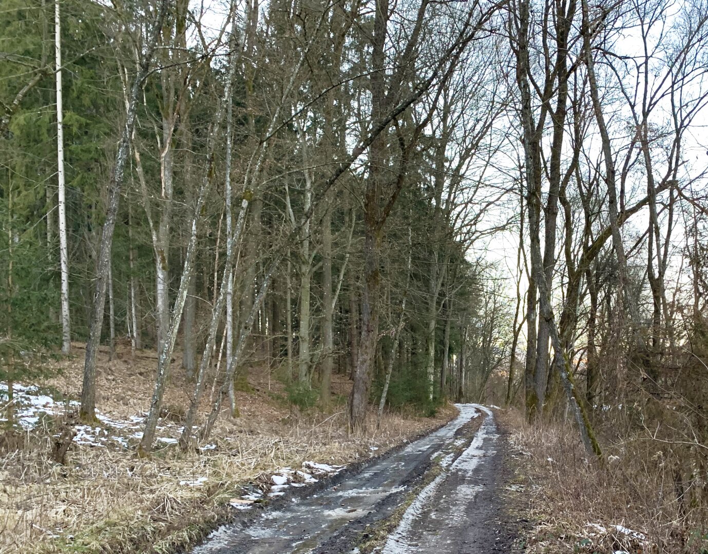 Waldgrundstück (4,26 ha) in Weitendorf zu verkaufen