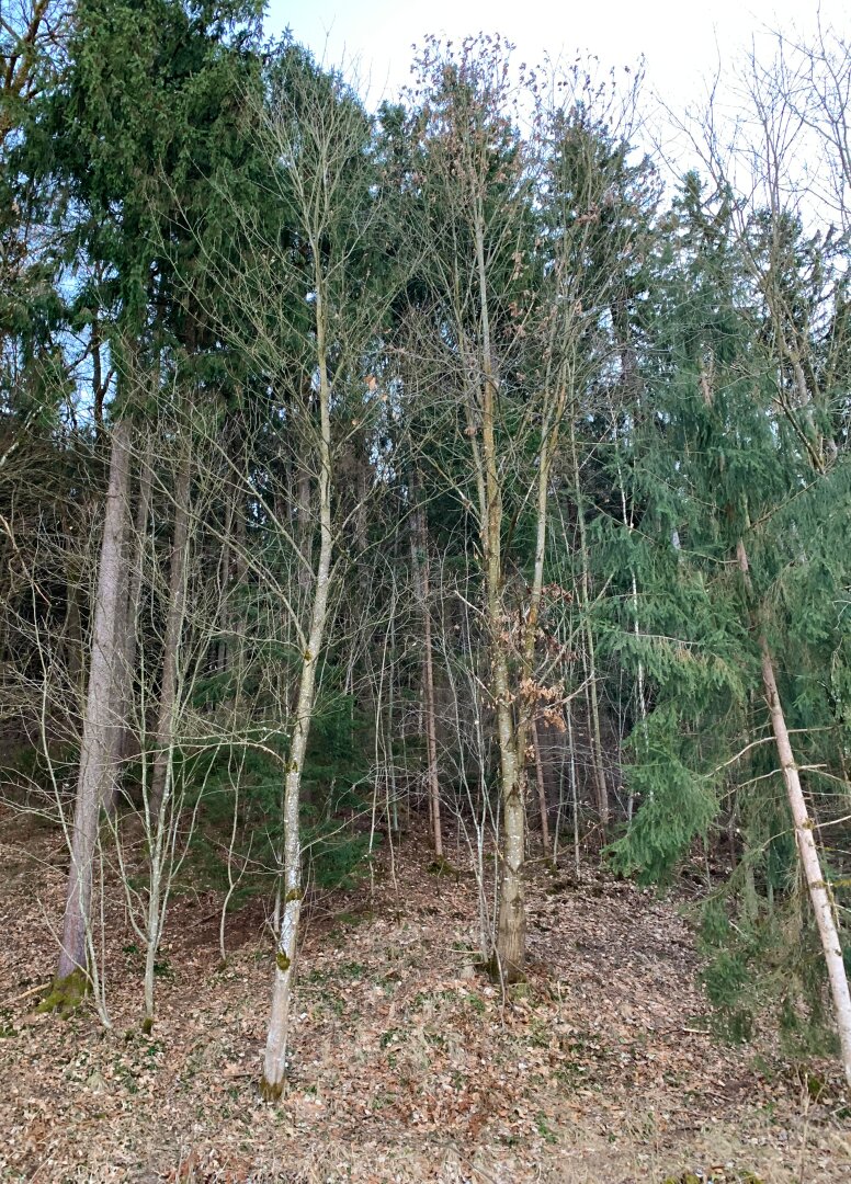 Waldgrundstück (4,26 ha) in Weitendorf zu verkaufen
