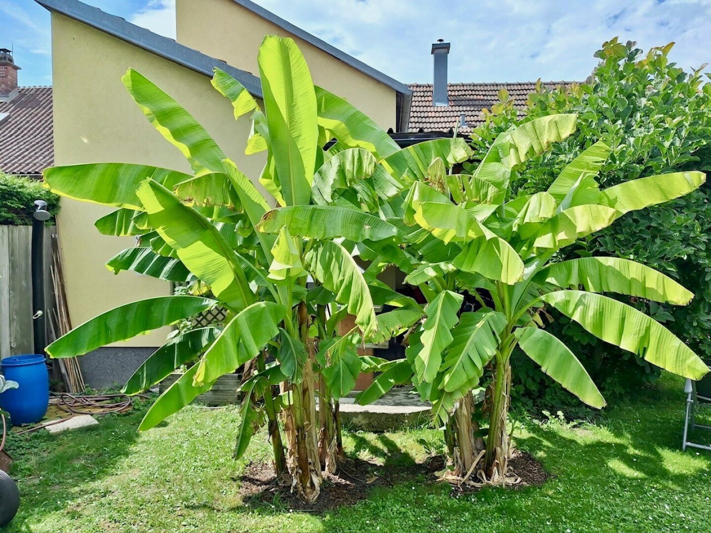 Top-Einfamilienhaus mit Traumgarten und Terrasse in Deutsch-Wagram - Kaufpreis: EUR 399.000,-- !!!
